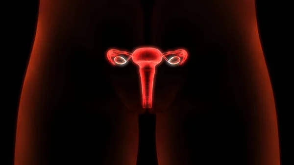 Female Reproductive System Anatomy — Stock Photo, Image