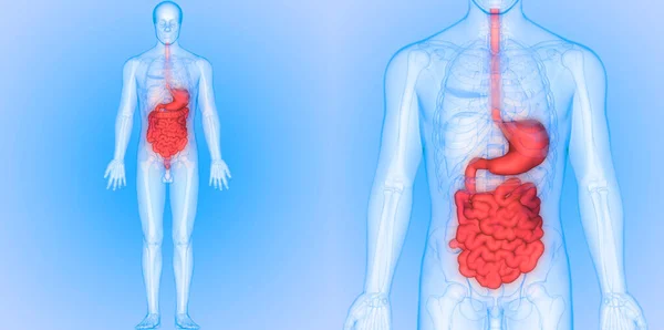 Estómago Del Sistema Digestivo Humano Con Anatomía Intestinal — Foto de Stock