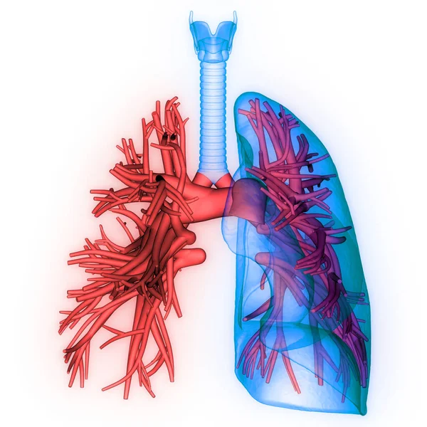 Human Respiratory System Lungs Anatomy — Stock Photo, Image