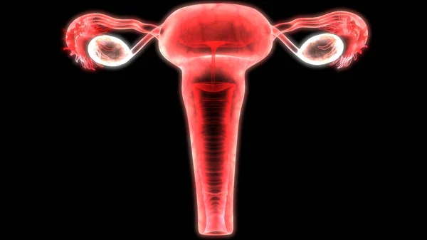 Anatomía Del Sistema Reproductivo Femenino — Foto de Stock