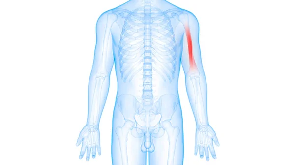 Sistema Esqueleto Humano Osso Articula Anatomia — Fotografia de Stock