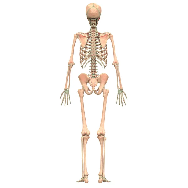 人体骨骼系统轴骨解剖后视镜 — 图库照片