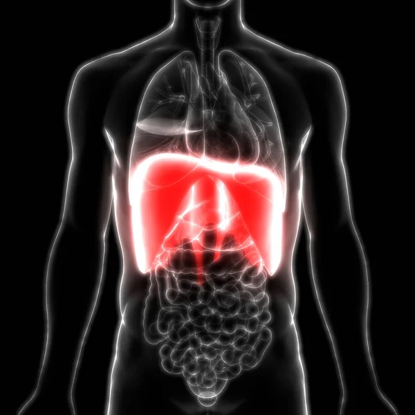 인간의 Human Respiratory System Lungs Anatomy — 스톡 사진