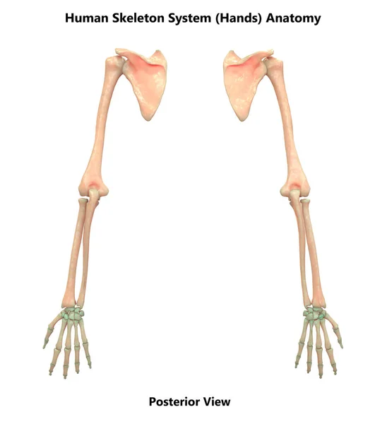 Huesos Del Sistema Esquelético Humano Manos Anatomía —  Fotos de Stock
