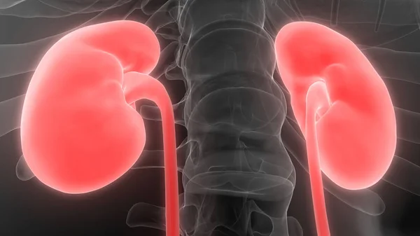 Urinary System Kidneys Anatomy — 图库照片