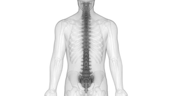 Vertebral Column Human Skeleton System Anatomy — стокове фото