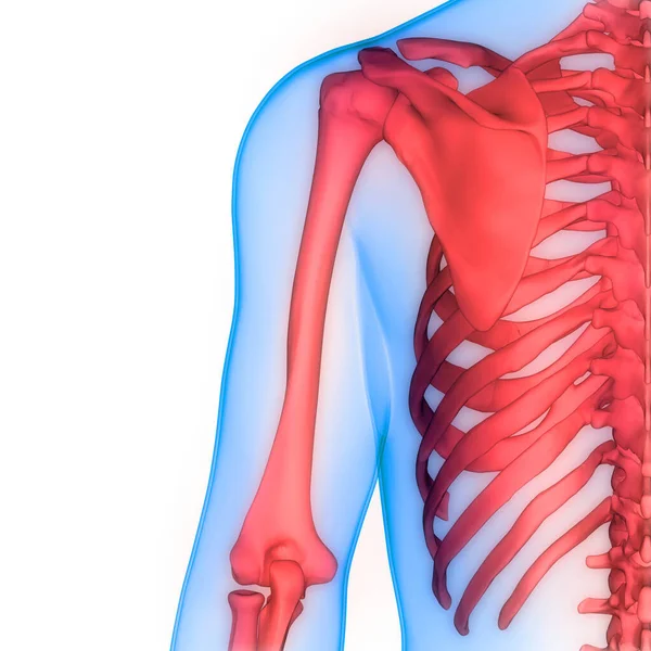 Anatomia Stawów Kostnych Ludzkiego Układu Szkieletowego — Zdjęcie stockowe