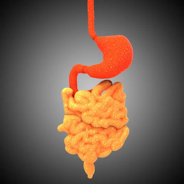 Human Digestive System Anatomy — Stock Photo, Image