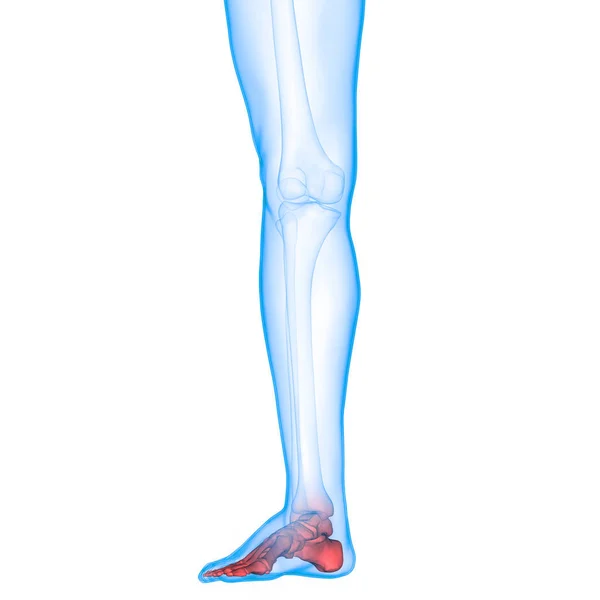 人間の骨格系足関節解剖学 — ストック写真