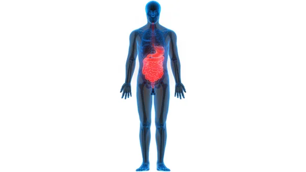腸の解剖学的構造を持つヒト消化器系胃 — ストック写真