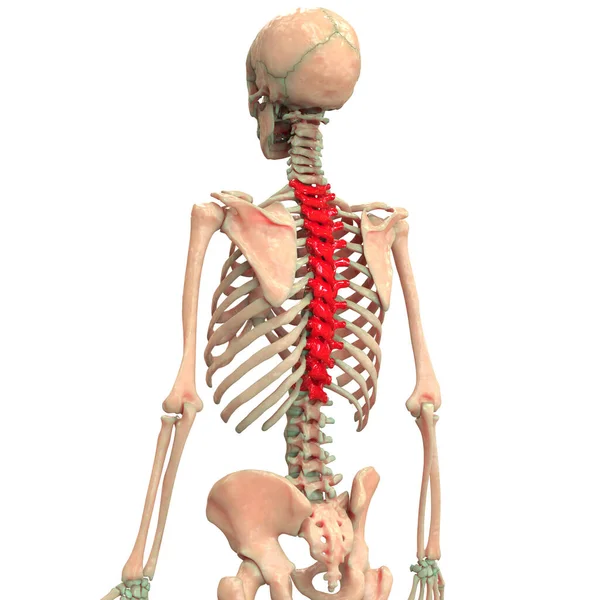 Vertebral Column Human Skeleton System Anatomy — стокове фото