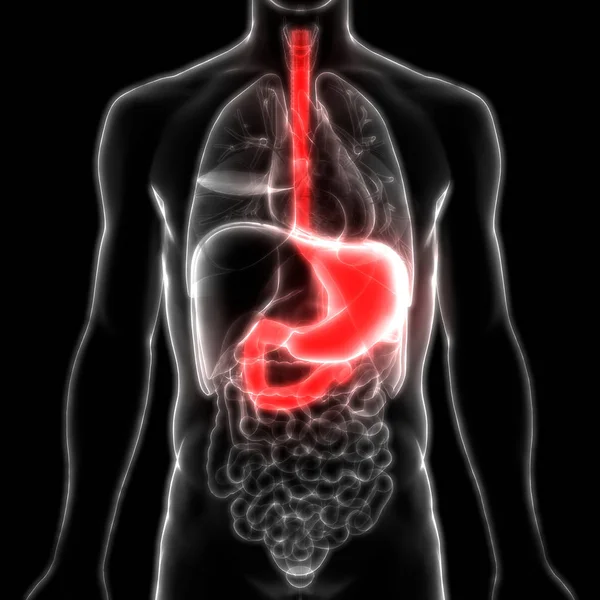 Anatomía Del Estómago Del Sistema Digestivo Humano — Foto de Stock