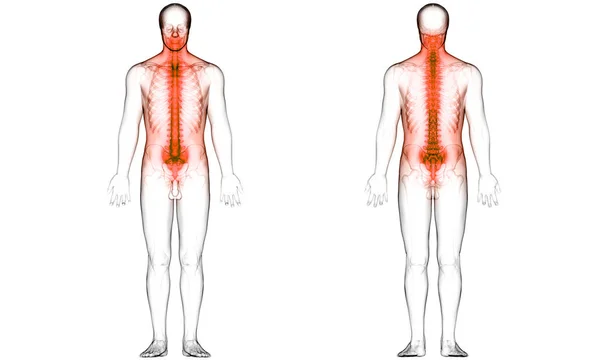 Páteřní Sloupec Anatomie Lidského Kosterního Systému — Stock fotografie