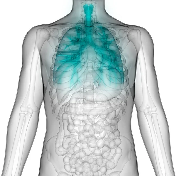 Human Respiratory System Lungs Anatomy — Stock Photo, Image