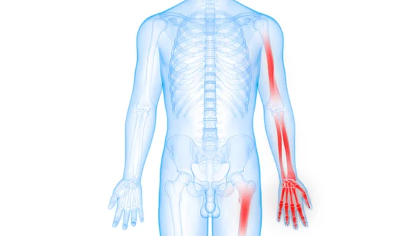 Sistema Esquelético Humano Anatomía Las Articulaciones Óseas — Foto de Stock