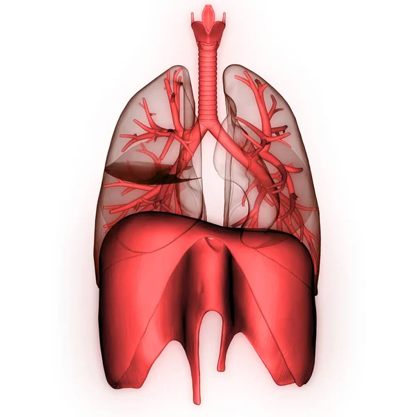 Human Respiratory System Lungs Anatomy — стокове фото