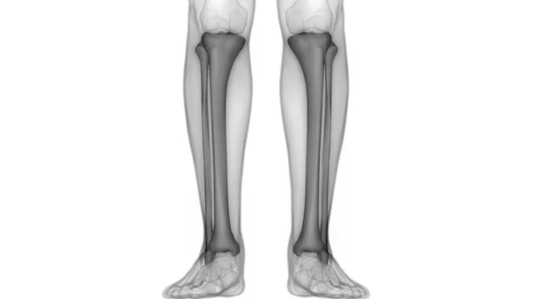 Ihmisen Luuston Nivelten Anatomia — kuvapankkivalokuva