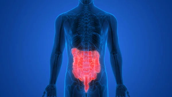 Sistema Digestivo Humano Anatomía Del Intestino Delgado Grueso Vista Posterior —  Fotos de Stock