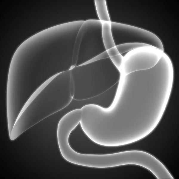 Nsan Sindirim Sistemi Anatomisi Boyut — Stok fotoğraf