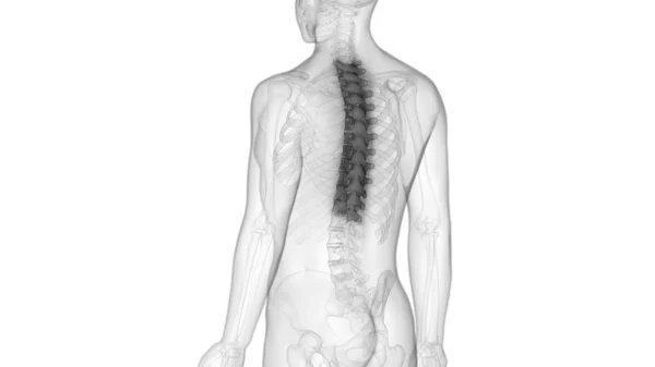 Columna Vertebral Anatomía Del Sistema Esquelético Humano —  Fotos de Stock