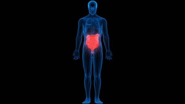 Human Digestive System Large Small Intestine Anatomy Posterior View — Stock fotografie