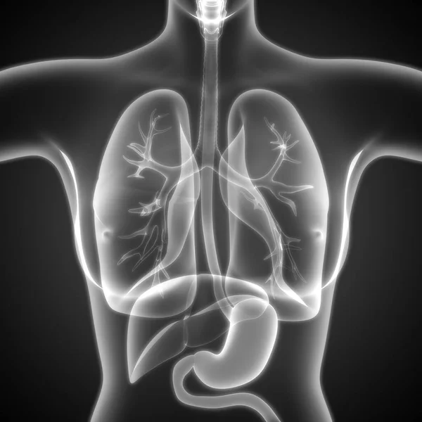 Human Respiratory System Lungs Anatomy — стокове фото