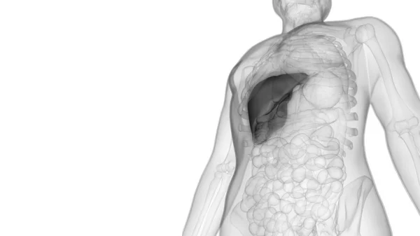 Anatomia Fígado Órgão Digestivo Interno Humano — Fotografia de Stock