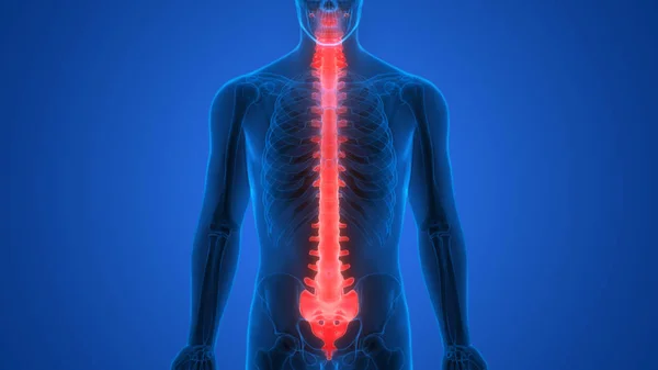 Vertebral Column Human Skeleton System Anatomy — стокове фото