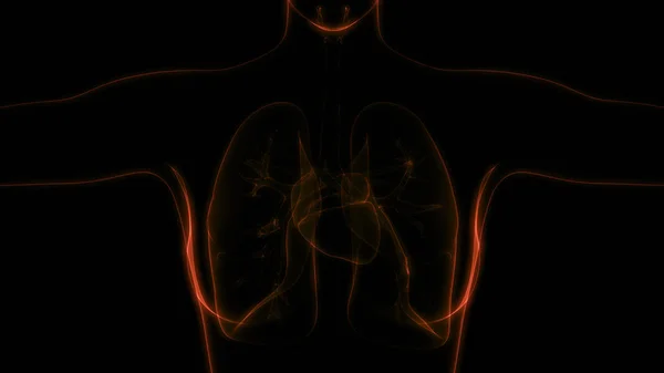 Human Respiratory System Lungs Anatomy — стокове фото