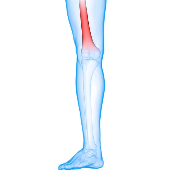 Human Skeleton System Foot Joints Anatomy — стокове фото