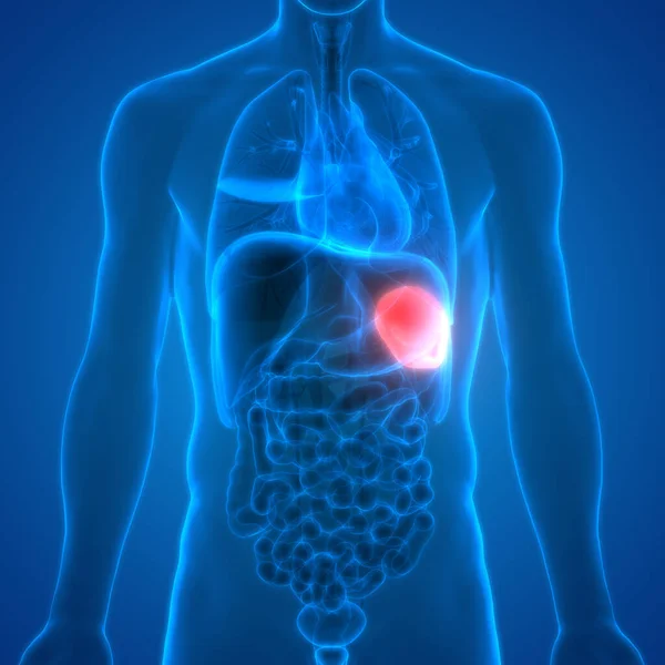Human Internal Digestive Organ Gallbladder Anatomy Inglés — Foto de Stock