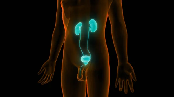 Mannelijke Urinewegen Nieren Met Blaas Anatomie — Stockfoto
