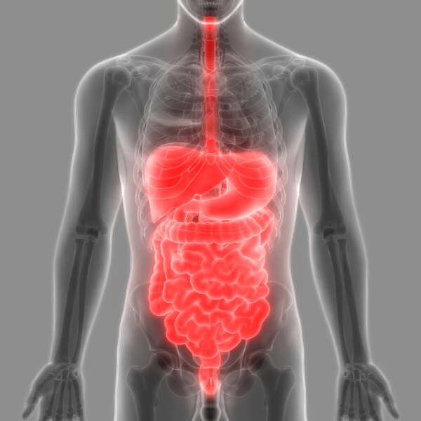 Большая и малая кишечная анатомия. 3D 