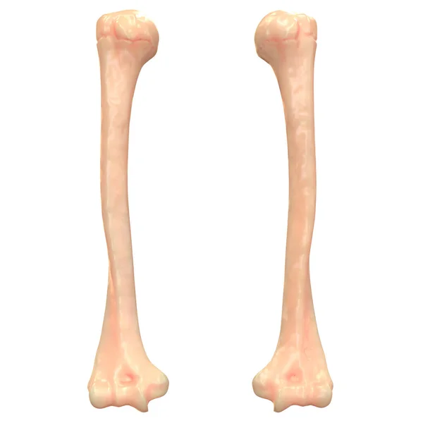 Menselijke Skeletbeengewrichten Anatomie — Stockfoto