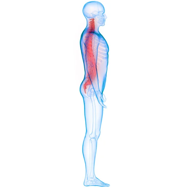 Columna Vertebral Anatomía Del Sistema Esquelético Humano —  Fotos de Stock