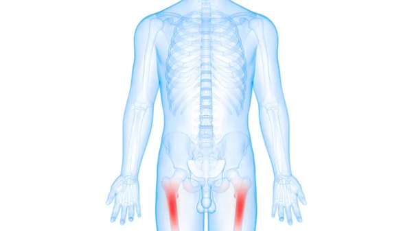 Inggris Human Skeleton System Bone Joints Anatomy — Stok Foto