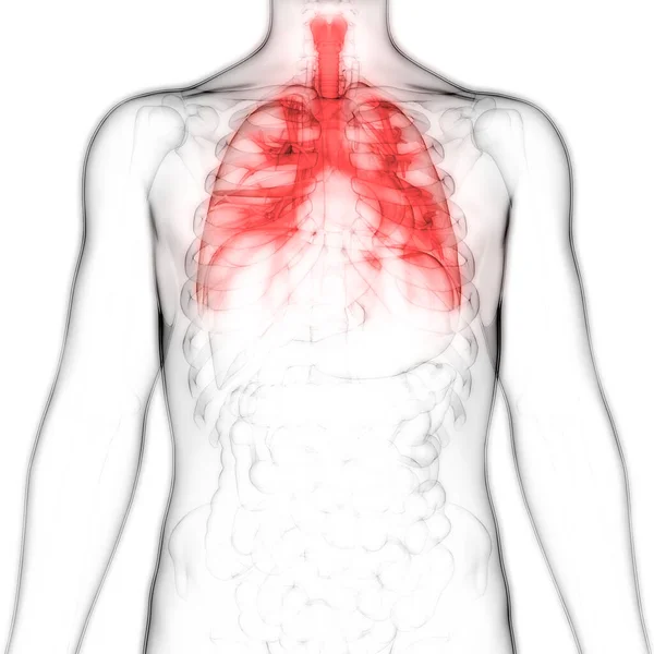 Ludzki Układ Oddechowy Anatomia Płuc — Zdjęcie stockowe