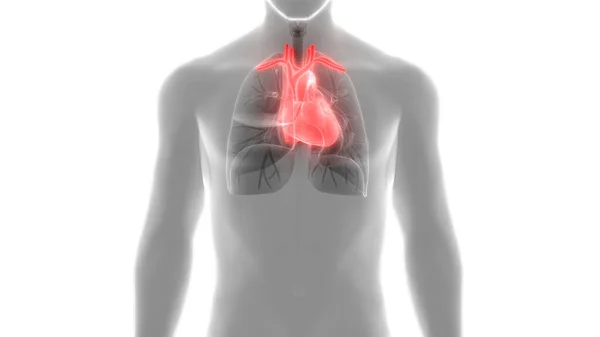 해부학 Human Circulatory System Heart Anatomy — 스톡 사진