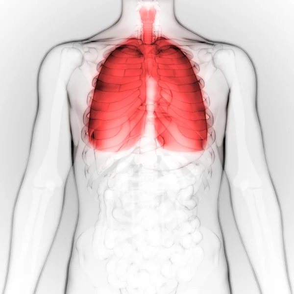 Human Respiratory System Lungs Anatomy — стокове фото