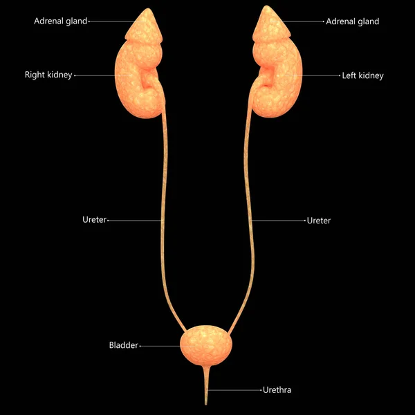 Riñones Del Sistema Urinario Masculino Con Anatomía Vesical — Foto de Stock