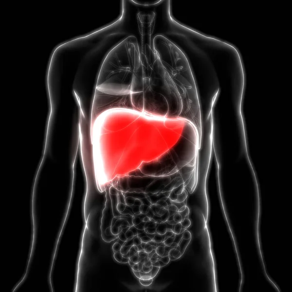 Ludzki Wewnętrzny Organ Trawienny Anatomia Wątroby — Zdjęcie stockowe