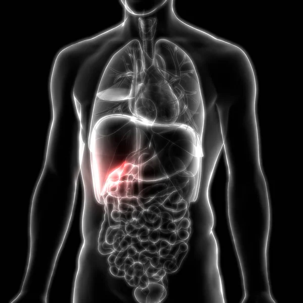 Human Internal Digestive Organ Gallbladder Anatomy. 3D