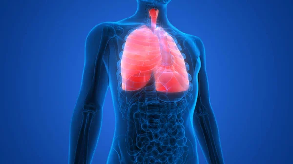 Human Respiratory System Lungs Anatomy — Stock Photo, Image