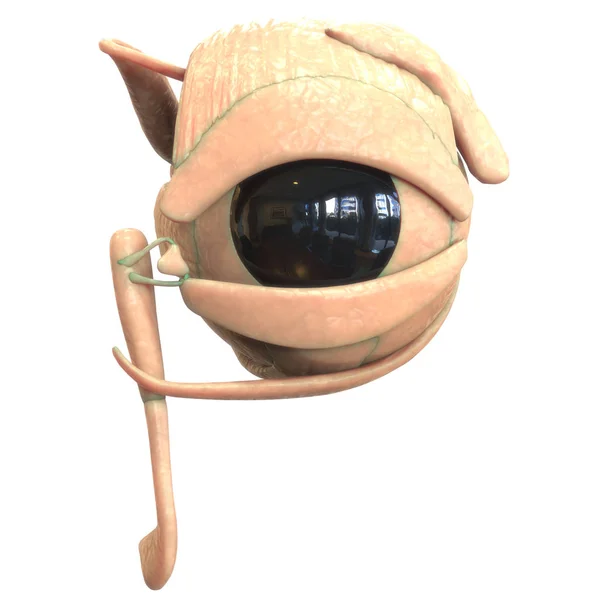 Anatomie Menschlicher Organe Auge — Stockfoto