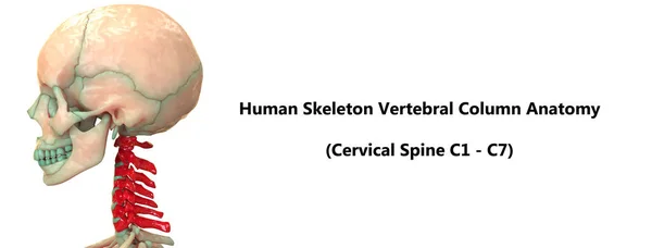 Colonne Vertébrale Anatomie Squelette Humain — Photo