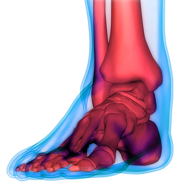 Sistema Esqueleto Humano Anatomia Das Articulações Dos Pés — Fotografia de Stock