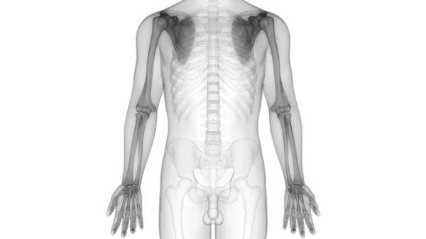 Human Skeleton System Кісткова Система Єднує Анатомію — стокове фото