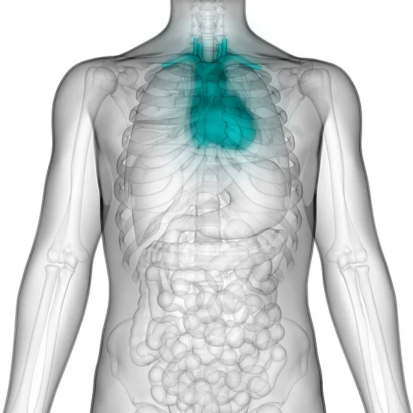 Sistema Circulatorio Humano Anatomía Del Corazón — Foto de Stock