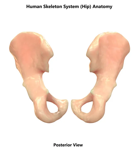 Menselijke Skelet Systeem Hippe Botten Anatomie — Stockfoto