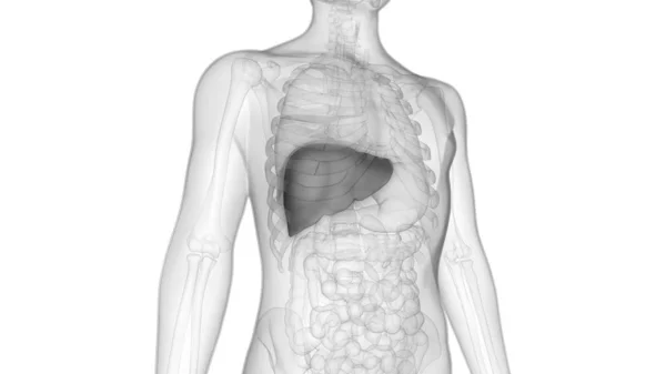 Anatomia Fígado Órgão Digestivo Interno Humano — Fotografia de Stock